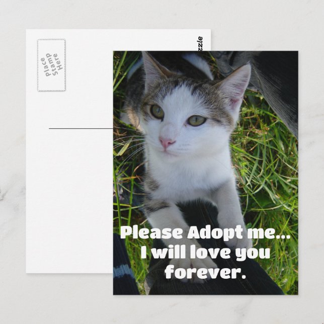Please adopt me..will love you forever Cat Postcard (Front/Back)