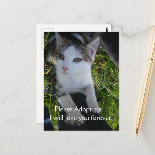 Please adopt me..will love you forever Cat Postcard (Front/Back In Situ)