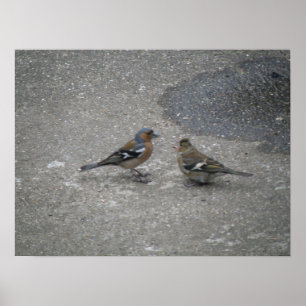Please Feed Me Chaffinch Print