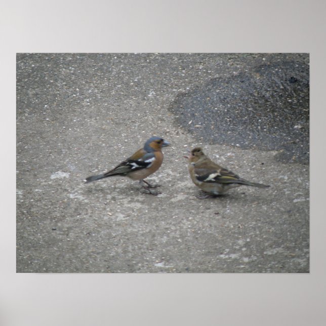 Please Feed Me Chaffinch Print (Front)