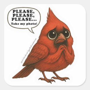 Please Take My Photo Funny Cardinal Bird Sticker