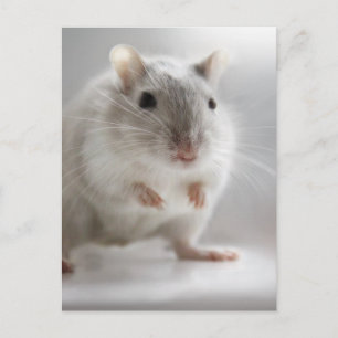 PLEASED TO MEET YOU POSTCARD