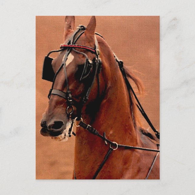 Pleasure Harness Saddlebred Digital Art Postcard (Front)