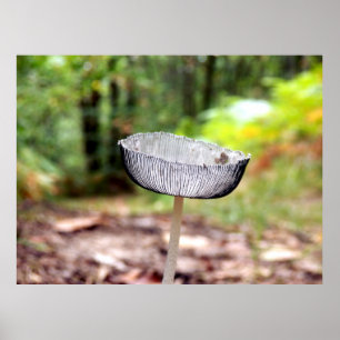 Pleated Inkcap Mushroom Poster