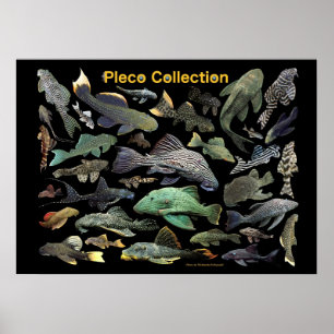 Plecoの仲間のポスター,No.01 Poster