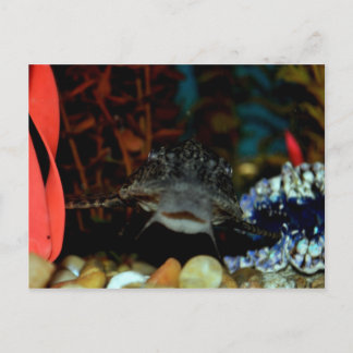 Pleco Watching Postcard