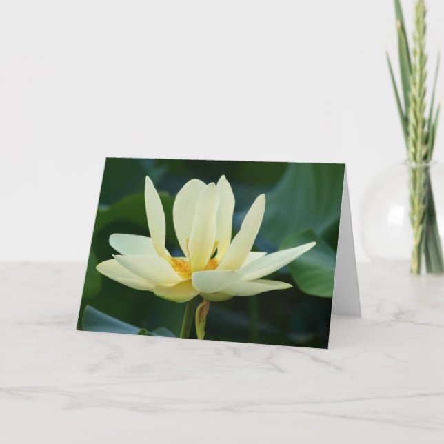 Pleine carte de Lotus (Devant)