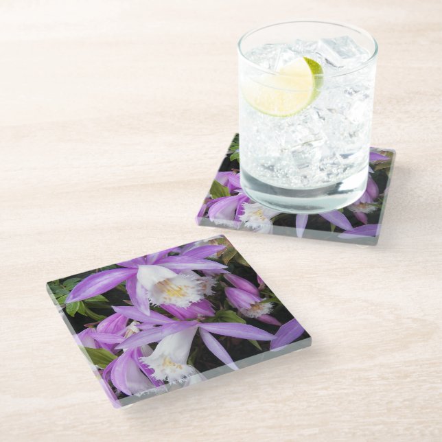 Pleione Windowsill Orchids Floral Glass Coaster (Angled)