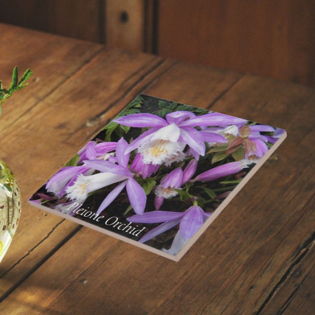 Pleione Windowsill Orchids Floral Tile (In Situ (Angled))