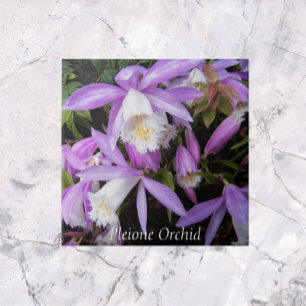 Pleione Windowsill Orchids Floral Tile