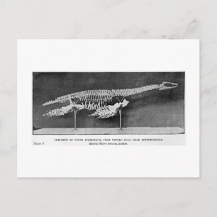 Plesiosaur art postcard