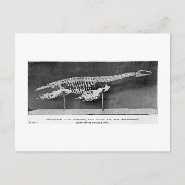 Plesiosaur art postcard (Front)