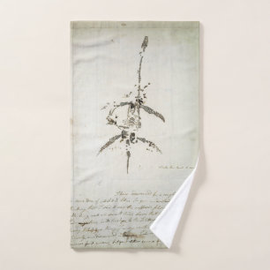 Plesiosaurus dolichodeirus