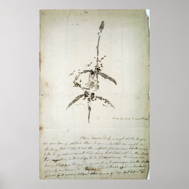 Plesiosaurus dolichodeirus poster (Front)