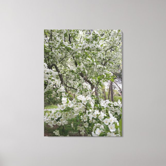 Plethora of Cherry Blossoms Canvas Print (Front)