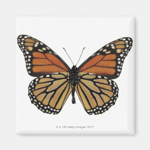Plexippus Danaus Butterfly Magnet