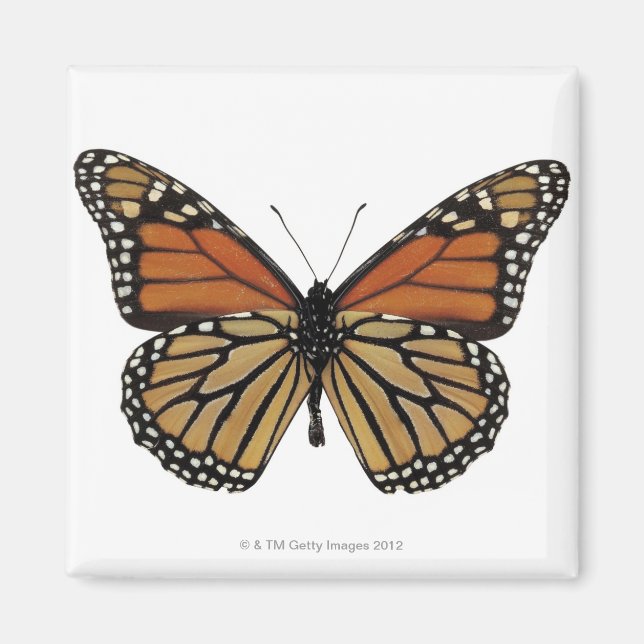 Plexippus Danaus Butterfly Magnet (Front)
