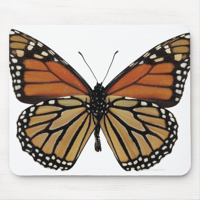 Plexippus Danaus Butterfly Mouse Pad (Front)
