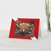 Plongée sous-marine Crabe du coeur - Carte