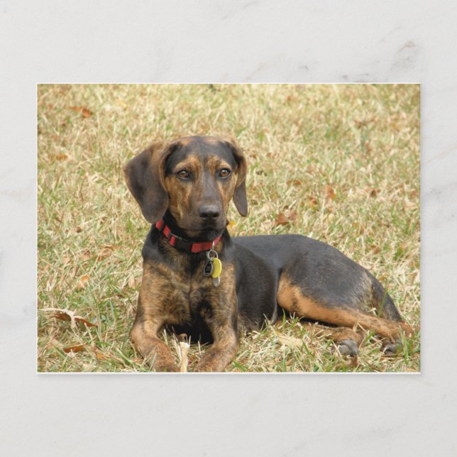 Plott Hound Postcard (Front)