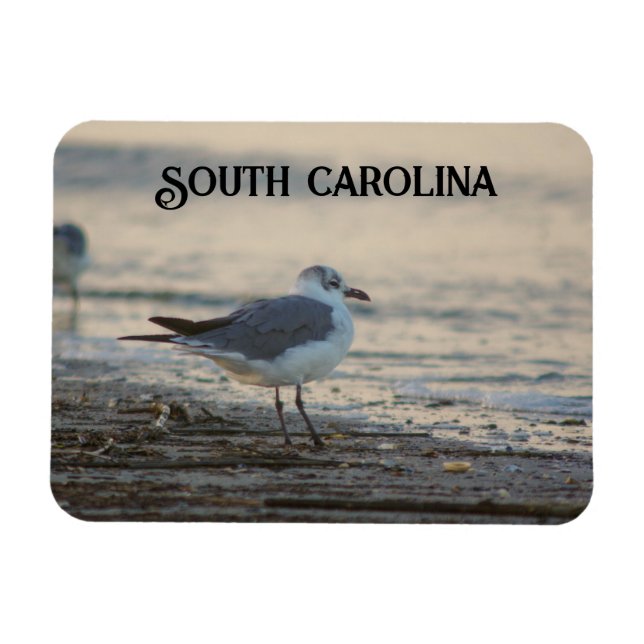 Plover on the beach magnet (Horizontal)