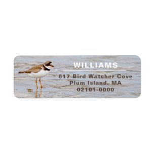 Plover Shore Bird Adresse de retour