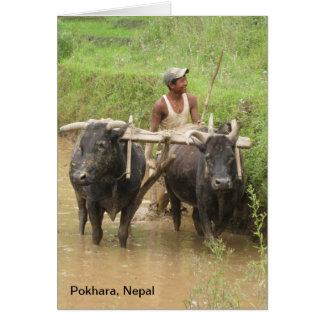 Plowing Rice Paddies in Pokhara
