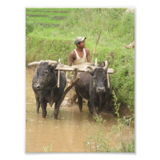 Plowing Rice Paddies in Pokhara Photo Print
