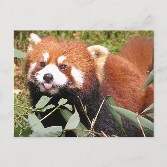 Plucky Red Panda Eats Bamboo, Makes Funny Face Postcard (Front)