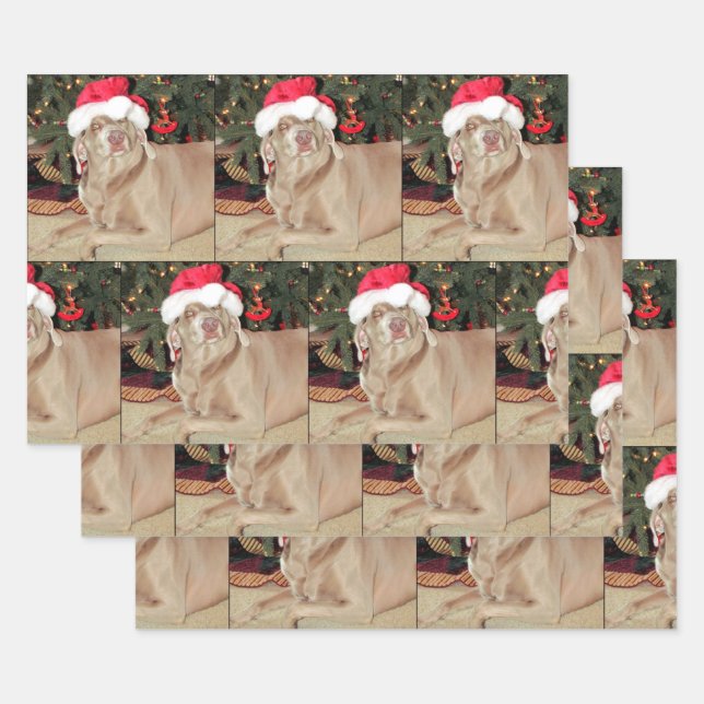 Pluie du Weimaraner - Papier d'enveloppement de No (Lot)