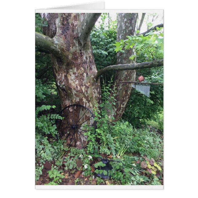 Pluie estivale molle (Devant)