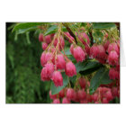 Pluie sur les fleurs de Bell roses