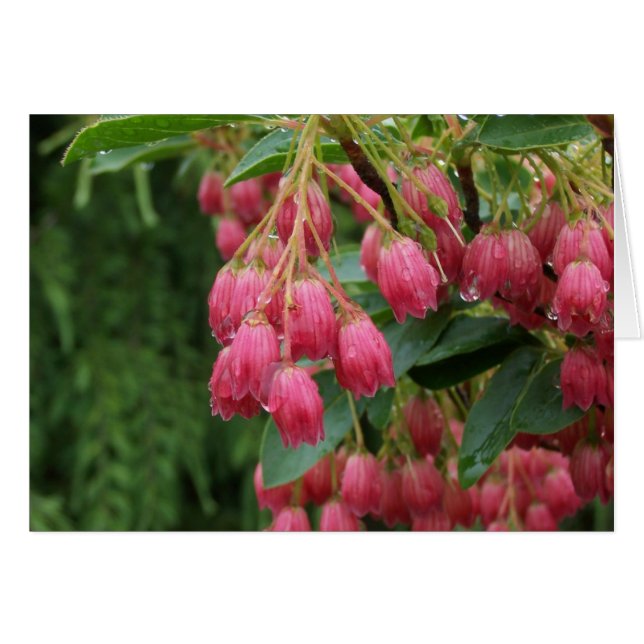 Pluie sur les fleurs de Bell roses (Devant horizontal)
