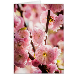 Plum à fleurs - Paradize rose
