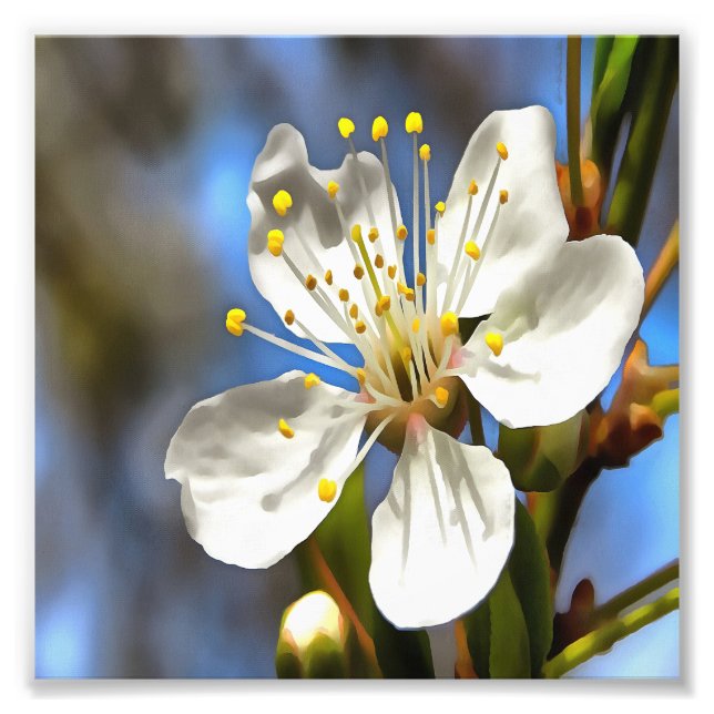 Plum Blossom Botanical Art Photo Print (Front)