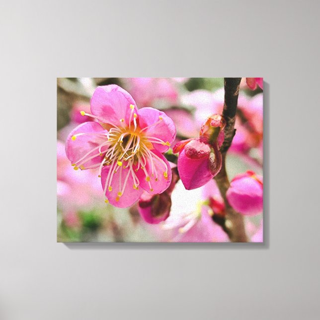 Plum Blossom Close-Up Canvas Print (Front)