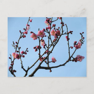 Plum Blossom: Japan Postcard