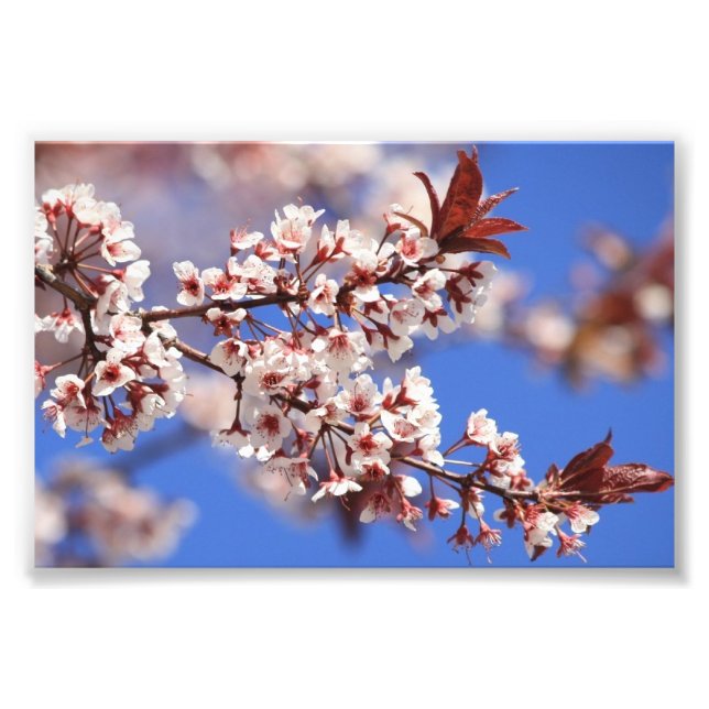 Plum Blossom Photo Print (Front)