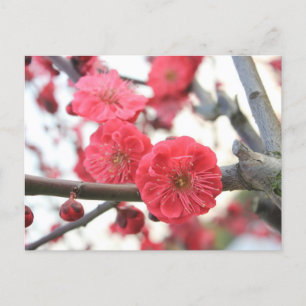 plum blossom spring pink flowers postcard