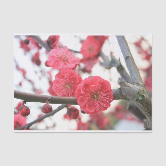 plum blossom spring pink flowers tissue paper (Front)
