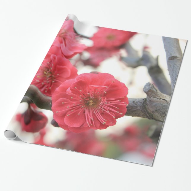 plum blossom spring pink flowers wrapping paper (Unrolled)