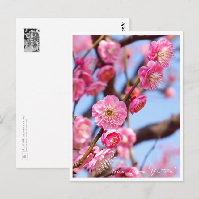 Plum Blossom 'Yae-tobai' Postcard (Front/Back)