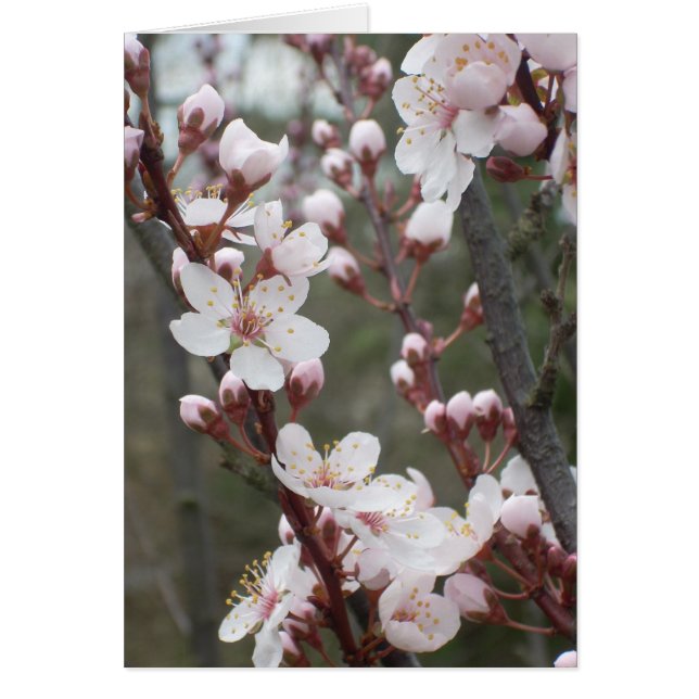 Plum Blossoms (Front)