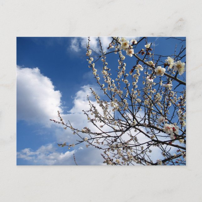 Plum Blossoms: Japan Postcard (Front)