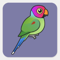 Plum-headed Parakeet male