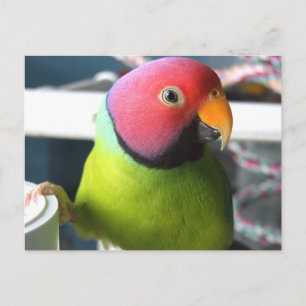 Plum Headed Parakeet Postcard