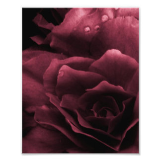 Plum Red Close Up of a Double Begonia Photo Print