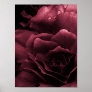 Plum Red Close Up of a Double Begonia Poster