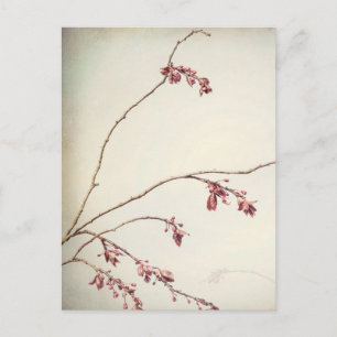 Plum Tree Branch with Spring Buds Seabeck, WA Postcard