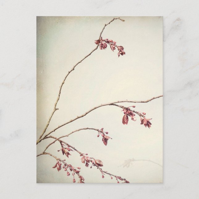 Plum Tree Branch with Spring Buds | Seabeck, WA Postcard (Front)